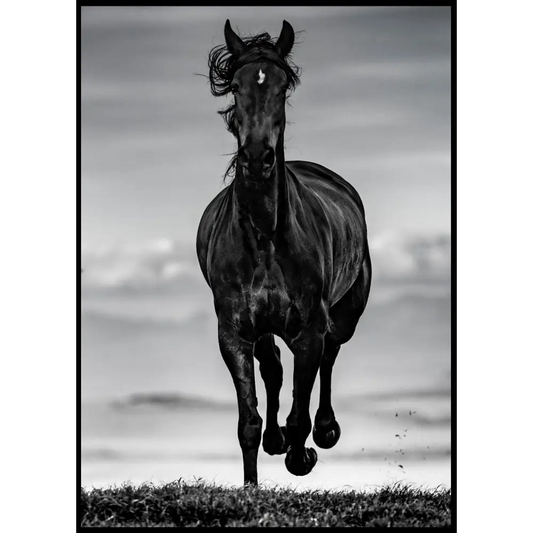 Black Horse Poster