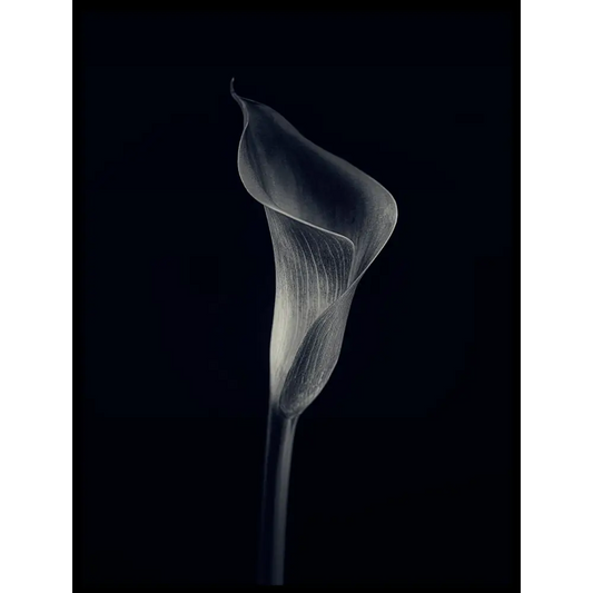 Calla Lily Poster