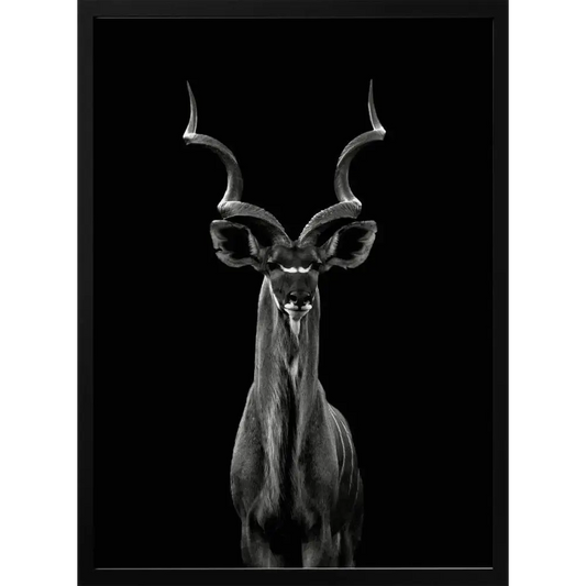 Greater Kudu Poster - 1778475