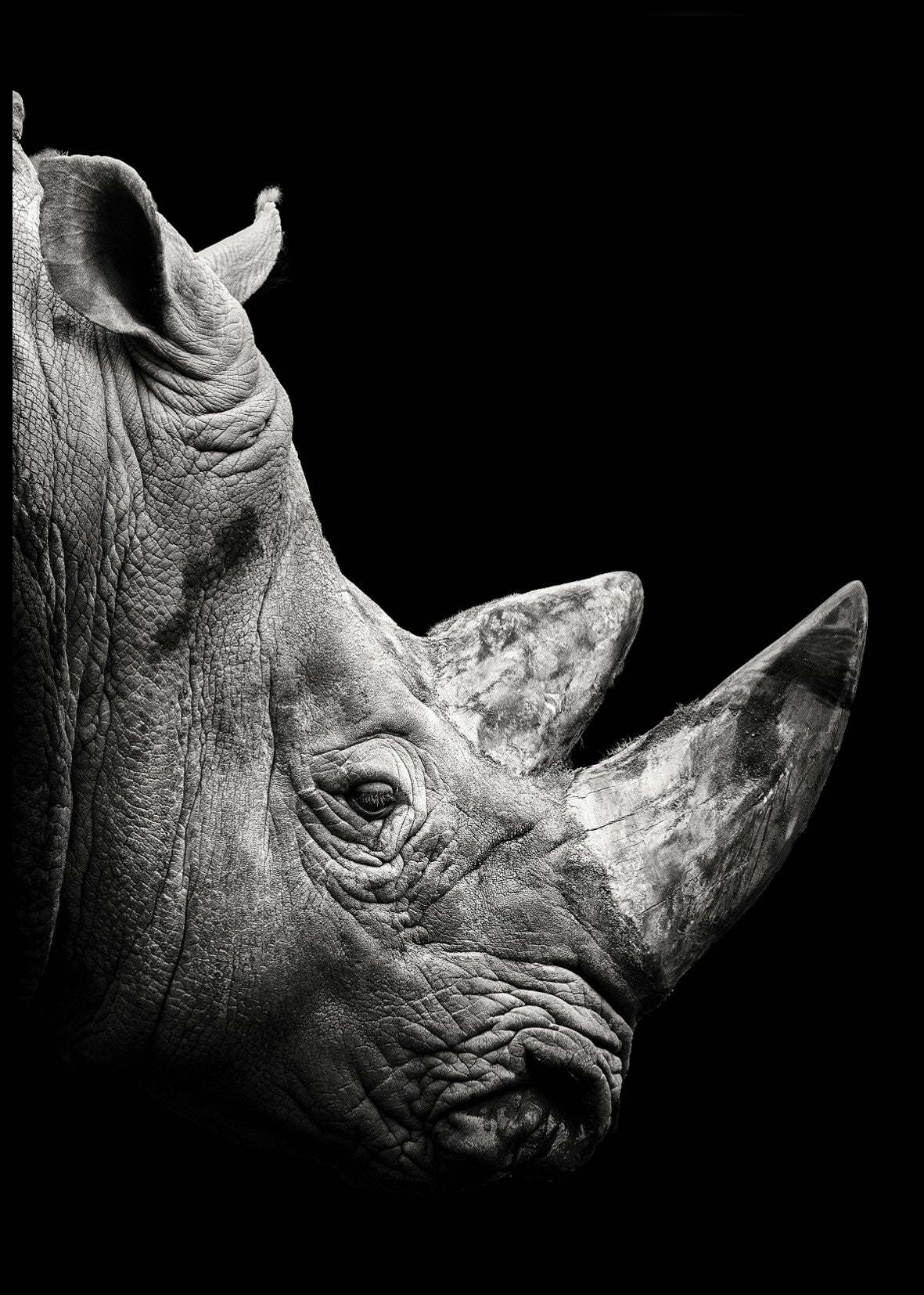 Rhino-Poster